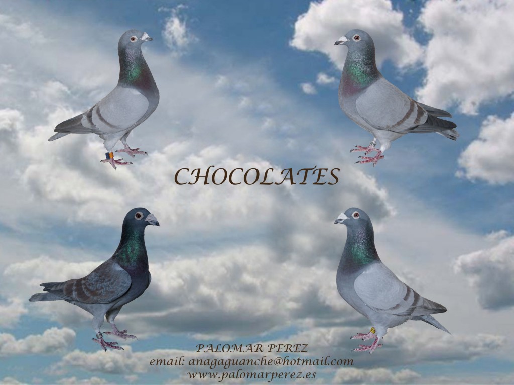 chocolates