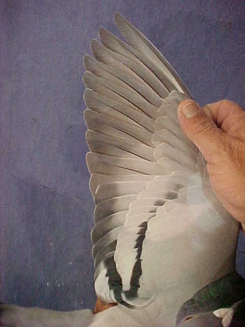 Ala 2