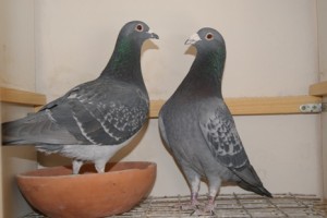 SONY DSC