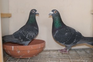 SONY DSC