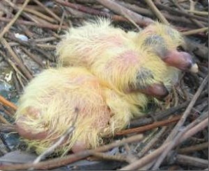 rockpigeonnestlings